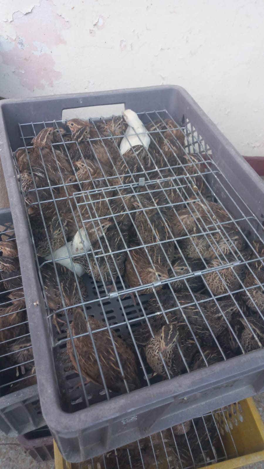 WhatsApp Image 2024-05-10 at 8.31.09 PM (1)